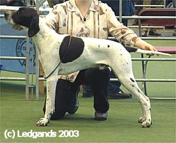 VHC Puppy Dog